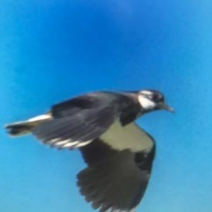 Meet your Posher, Payton